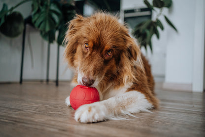 SmoothieDog Schleckball