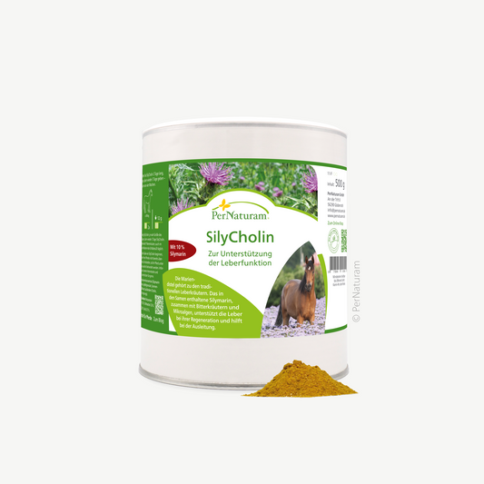 Sily Cholin